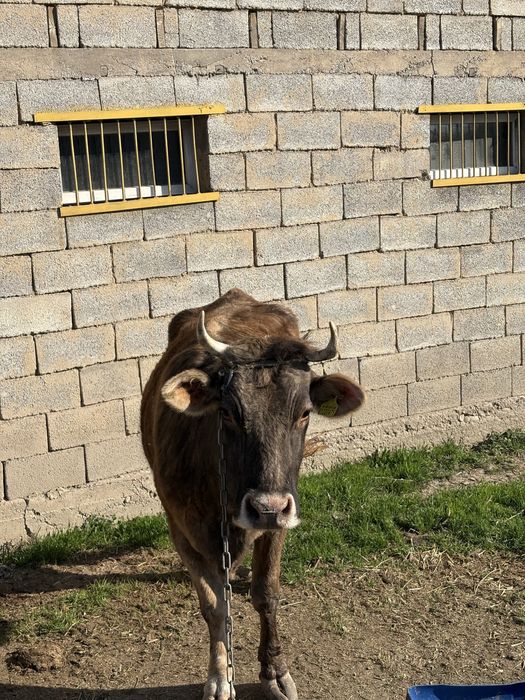 Семіз сиыр сатылады