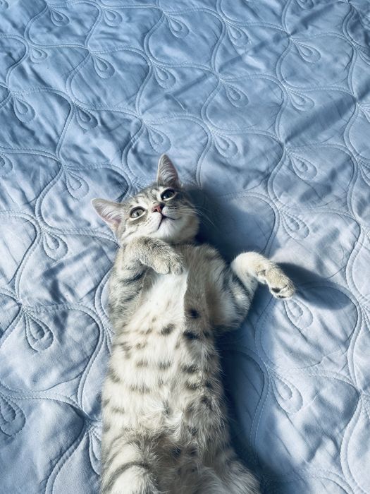 отдам кота, он мальчик