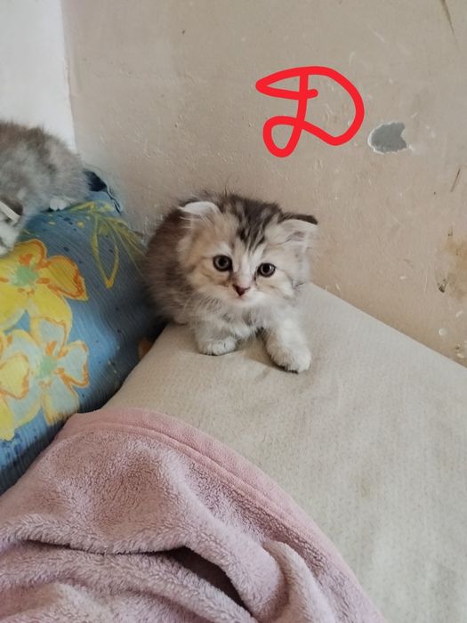 Вислоухие котята.
