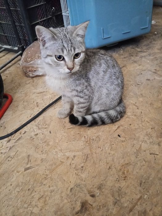 кошка  Малшик хороши