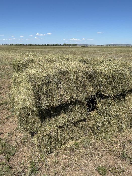 Буылған шөп Сено в тюках