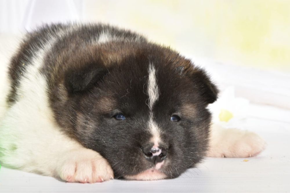 Американская Акита