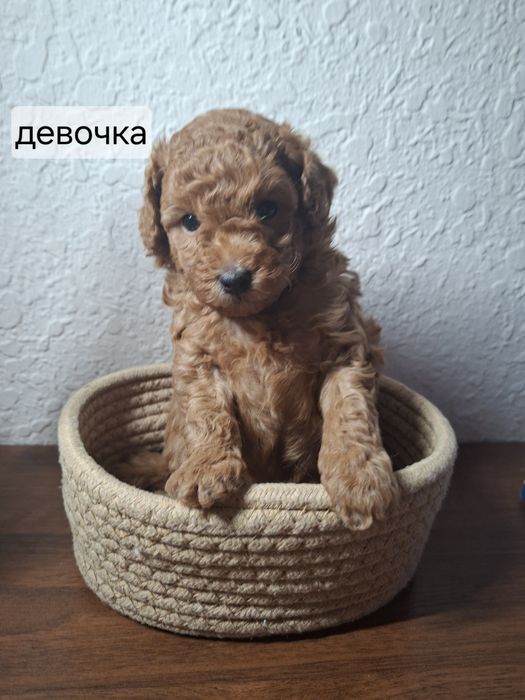 Малый пудель щенок
