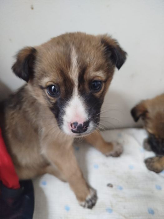 ДвоРяНины щенки  привиты