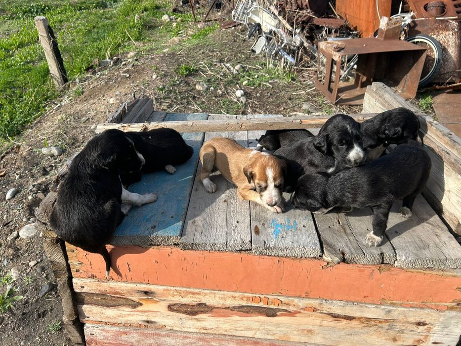 Тазы күшіктер сатылады