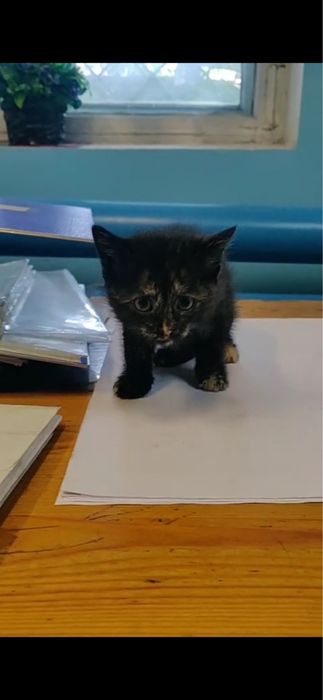 Спасите котенка SOS !!
