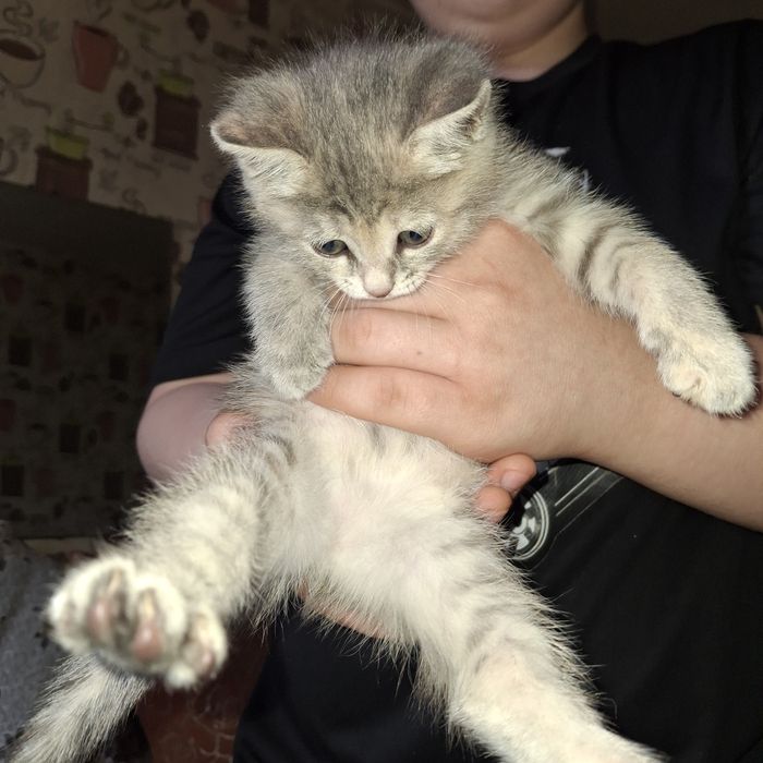 Продам котёнка девочку 1 месяц.