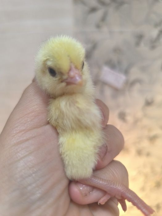 Продаю циплят несушки Корал