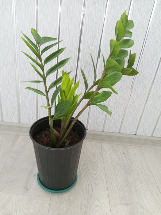 Продам долларовое дерево (замиокулькас)