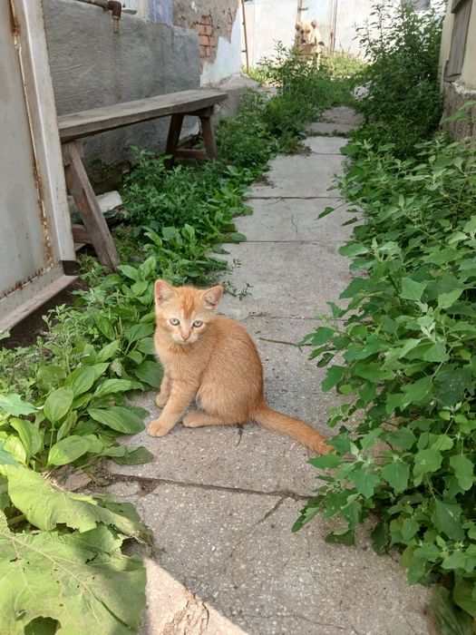 Отдам котёнка ( девочка).