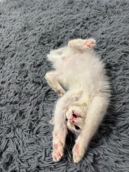 Отдадим бесплатно кошечку