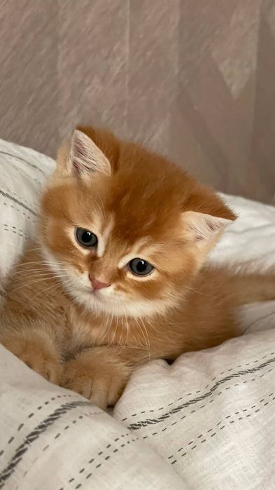 Продаётся котёнок