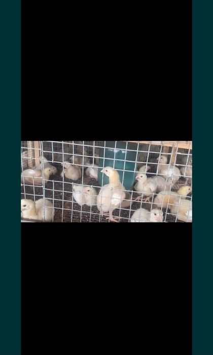 Бройлер балапандары