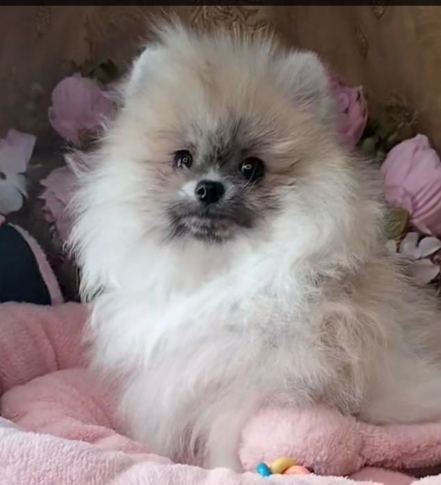 Шпиц померанский,маленькие размеры