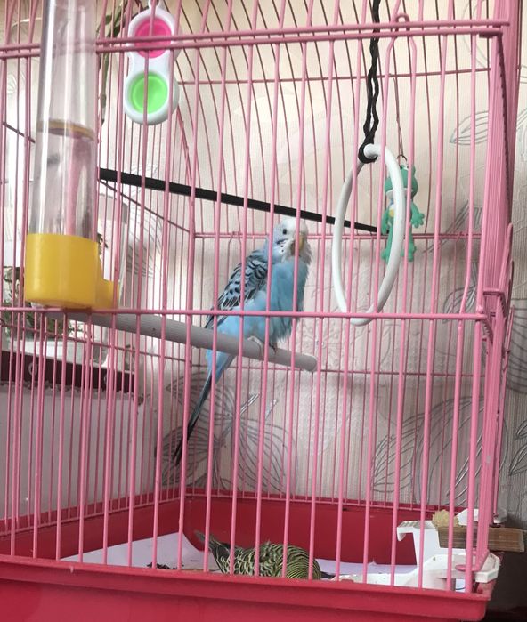 Продам 2 попугая с клеткой