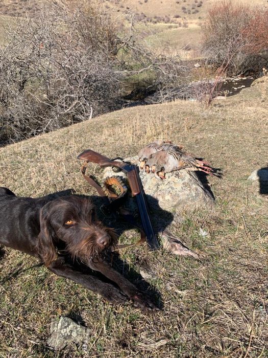 Пропала собака породы-дратхаара