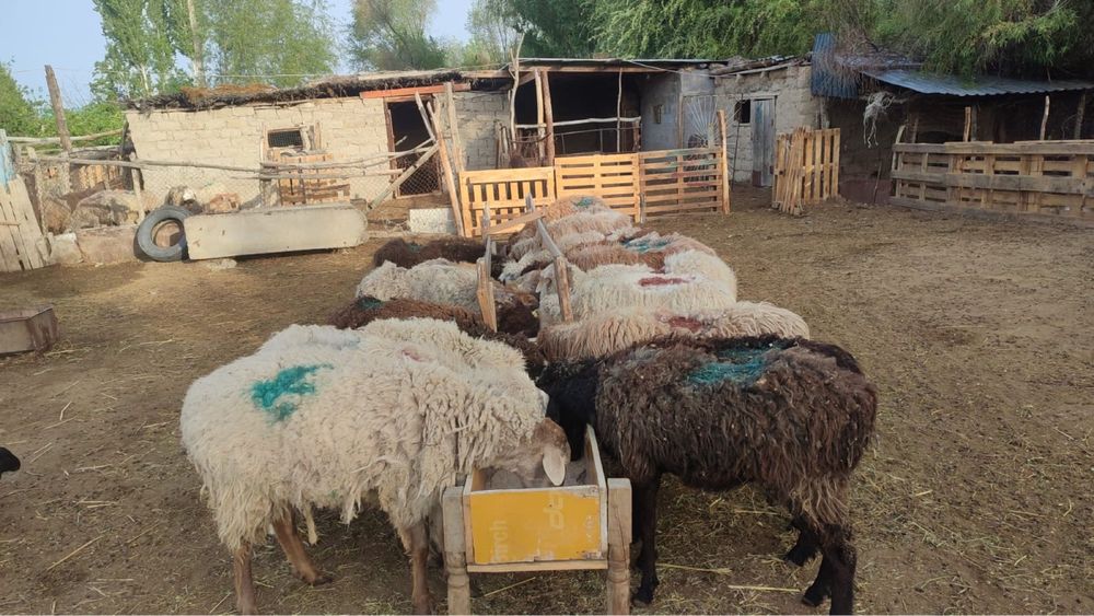 қойлар қошқар сатылады