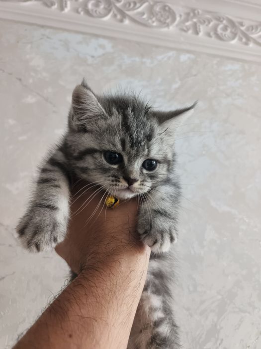 Mushuk sotiladi Mramrniy shinshila
