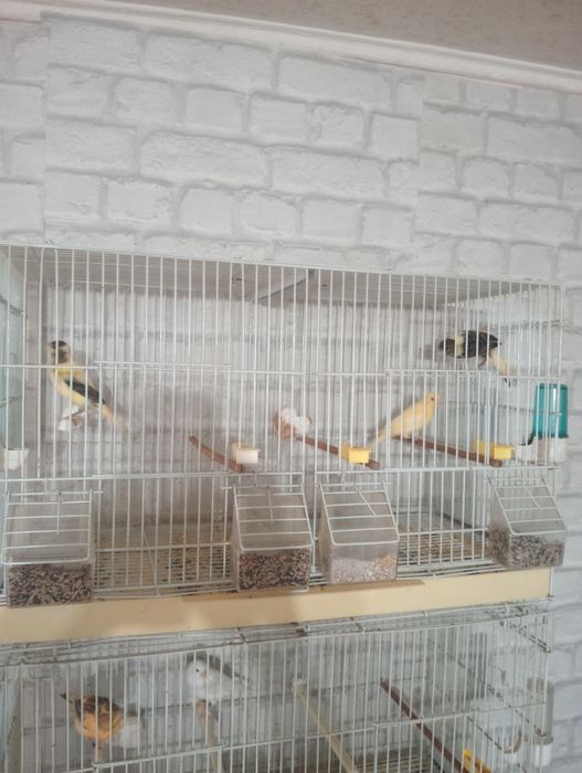 Pui de canari și cănărițe
