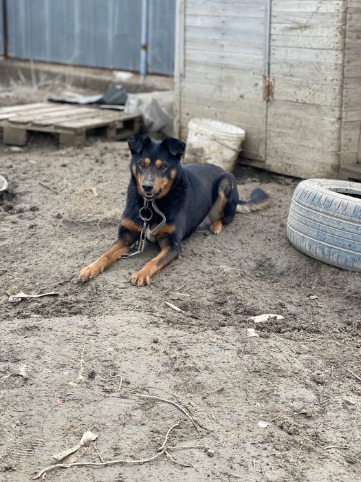 Собака помесь ягдтерьер