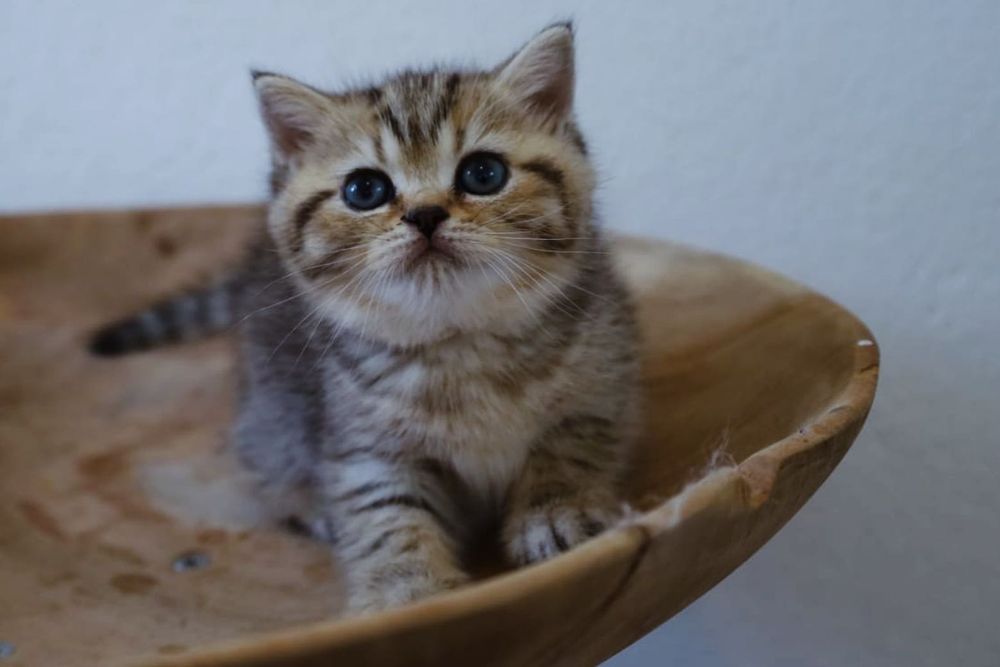 Britskorthaar kittens