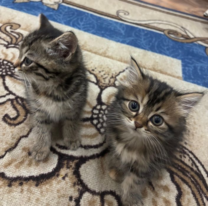 Отдам в добрые руки кутят