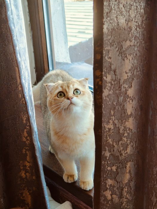 Котёнок Шотландская шиншилла