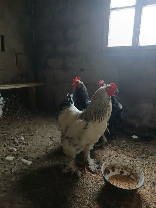 Продам петухов 3000тг