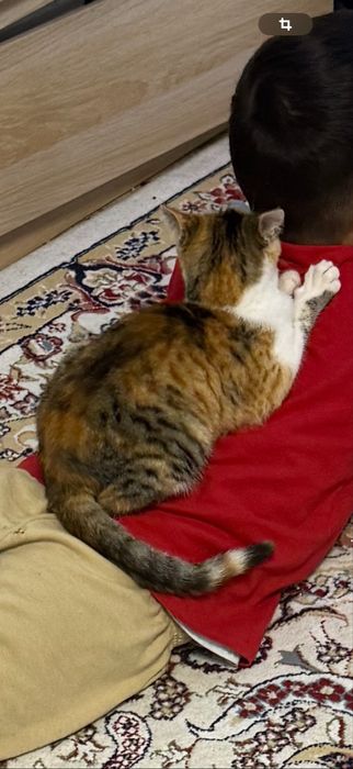 отдам кошечку в добрые руки