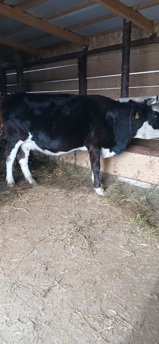 Vând vaca baltata românească