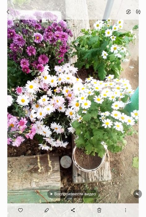 Цветы для посадки