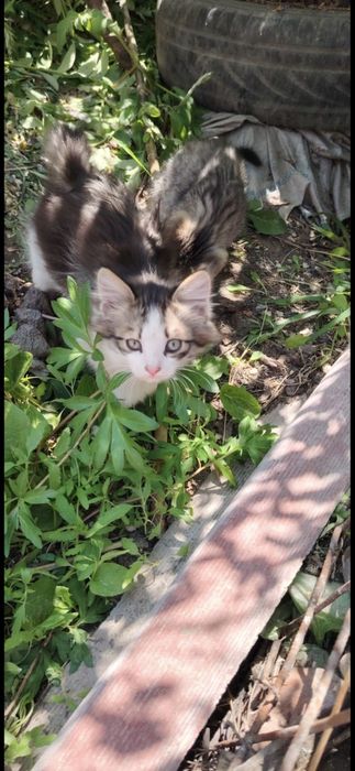 Отдам  котят бесплатно