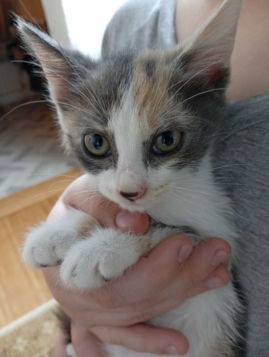 Отдам котят в самые добрые руки