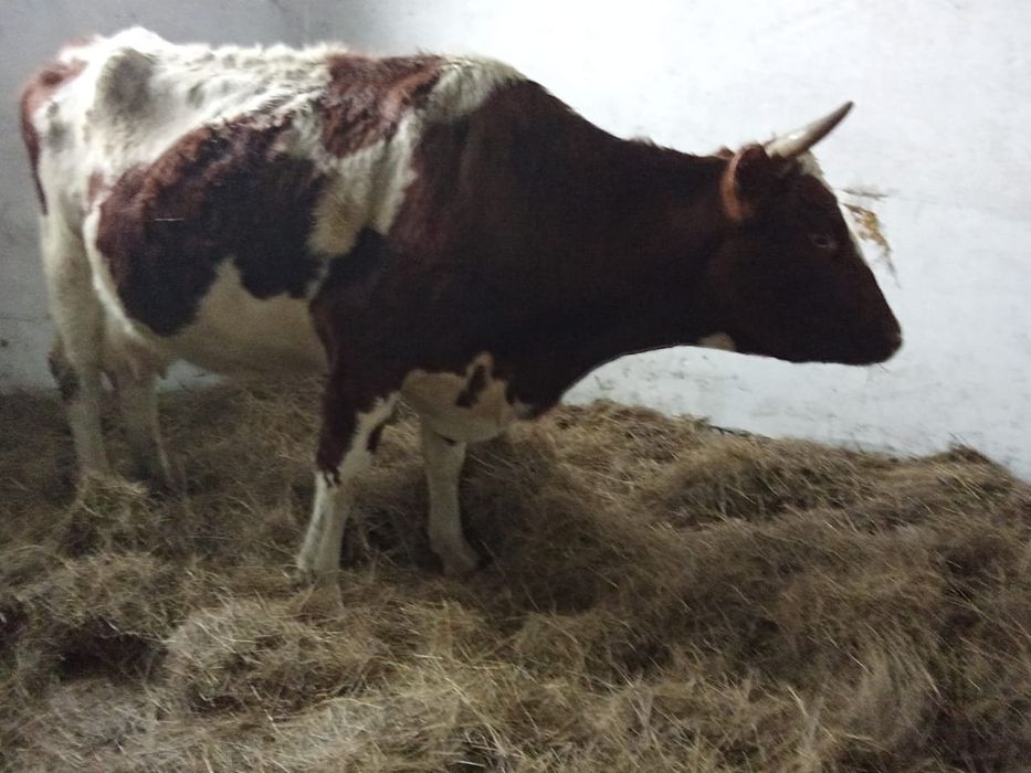 Ак бас сиыр сатылады