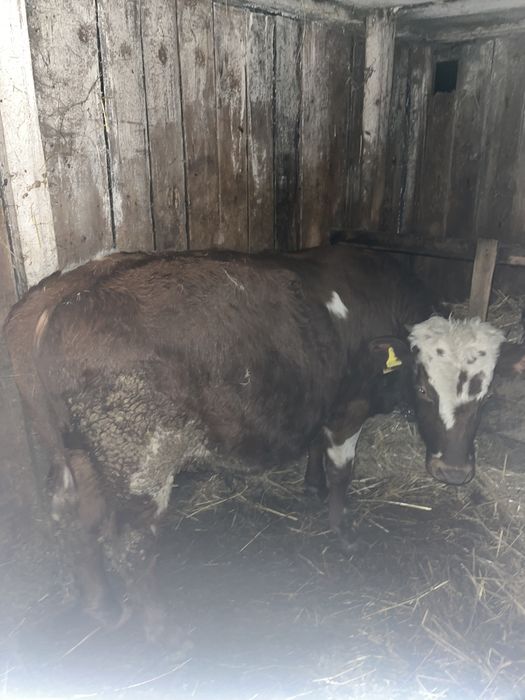 Продам 2 бычка на откорме