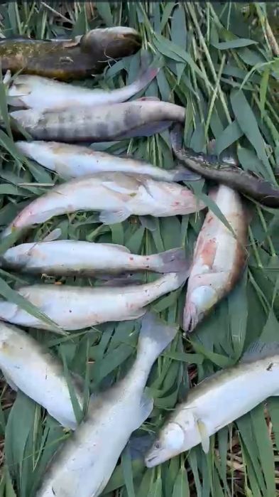 Продам рыбу свежую судак