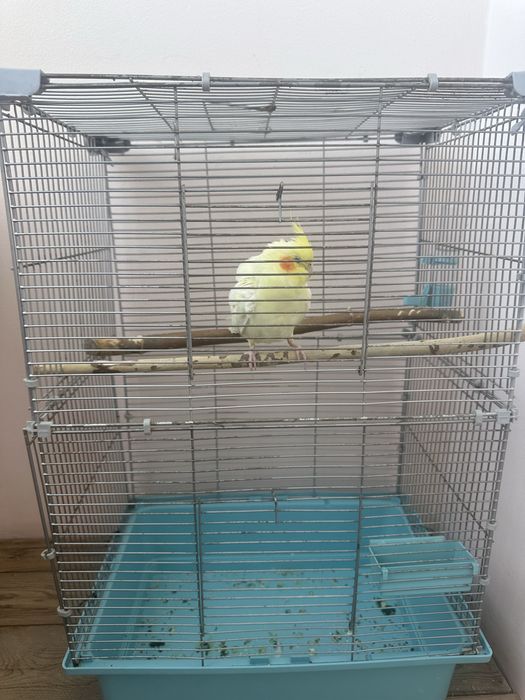 Продам ручную кореллу (лютино)