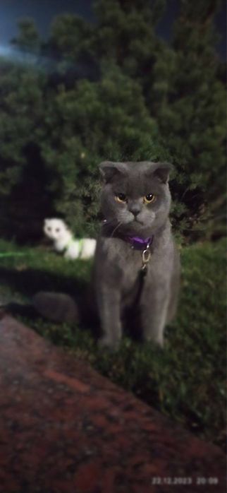 Вислоухие котята!!! БРИТАНЦЫ