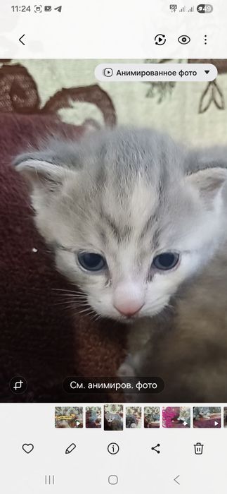 Котёнки азиатской табби,