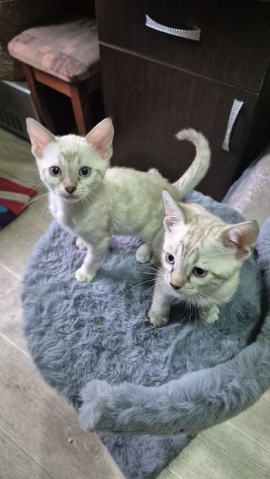 Бенгальские котята