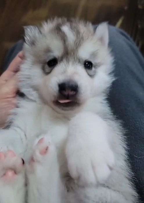 В продаже 29Марта беленький медвежонок хаски мальчик читаете опесание