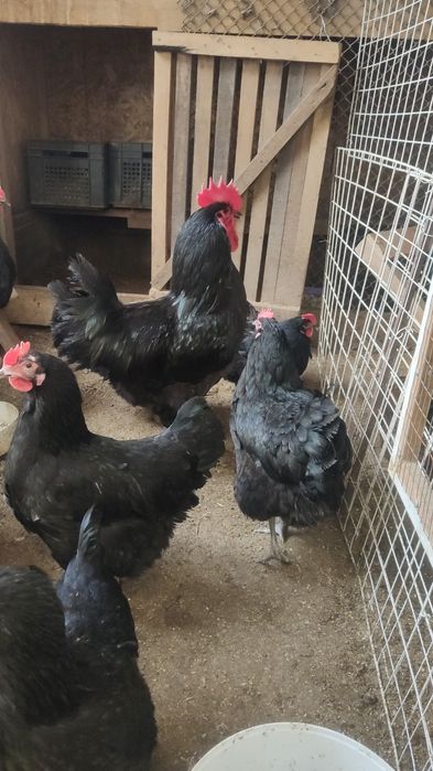 Продам кур породы Австролорп