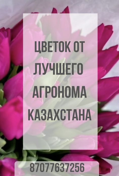 Тюльпаны в розницу