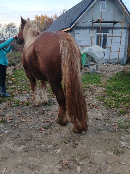 Cal de vanzare castrat