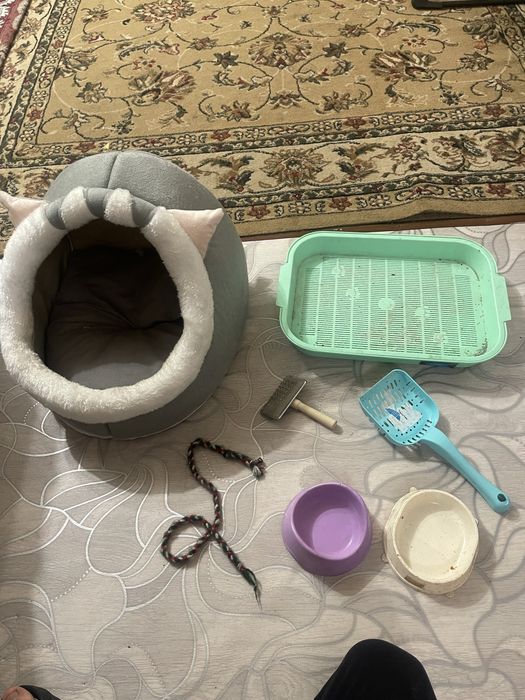 Комплект для кошки/котёнка