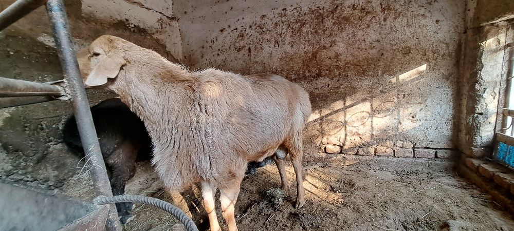 Қўчқор        Сотилади