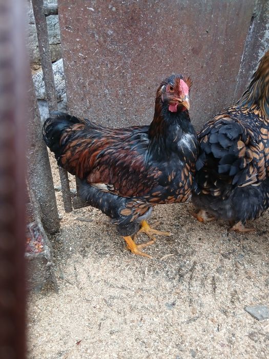 Cocos GSG tânăr de vanzare