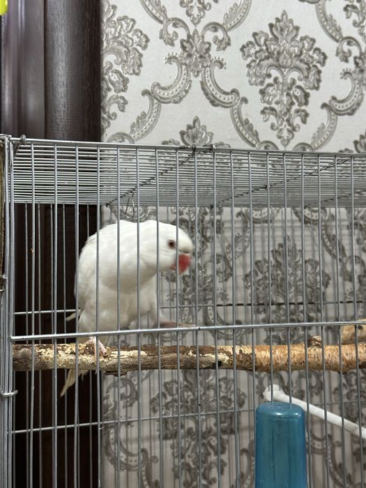 Ожиреловый попугай