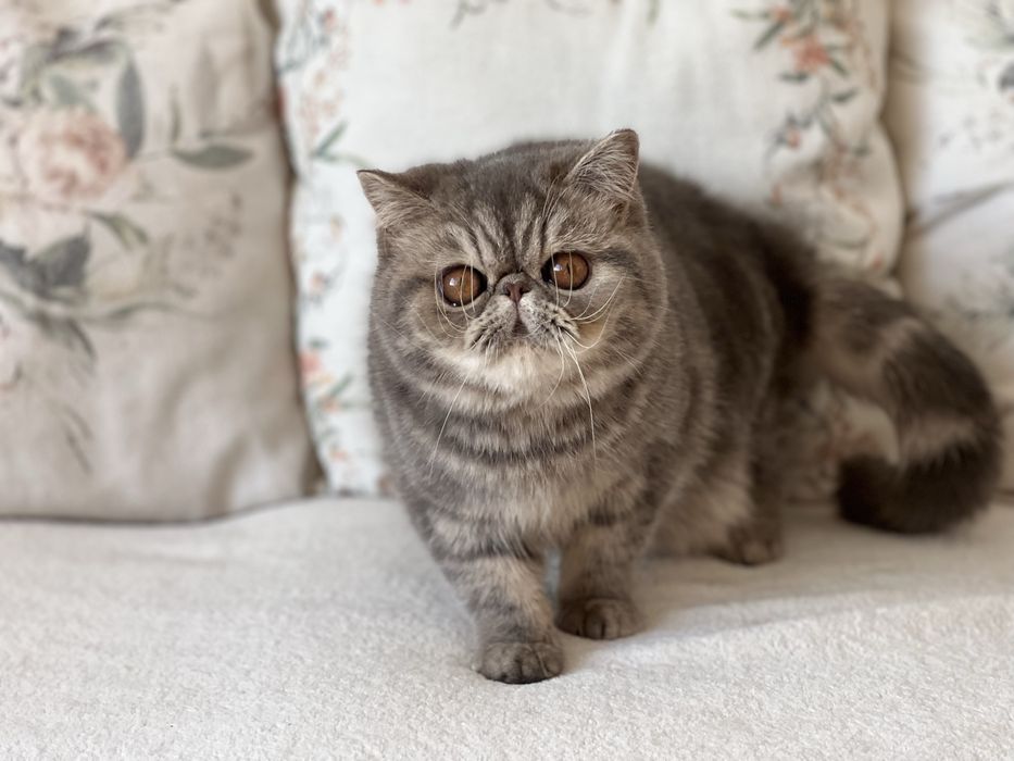 Женско екзотично късокосместо чистопородно коте