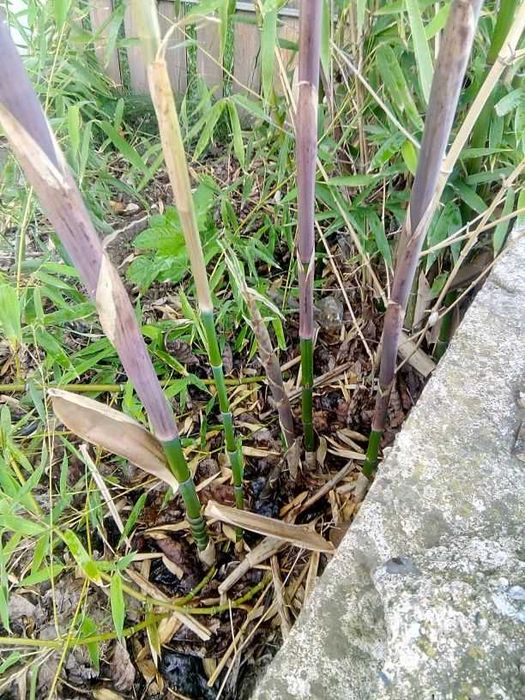 !!!САКСИЯ!!!Бамбук прихванат в саксии!